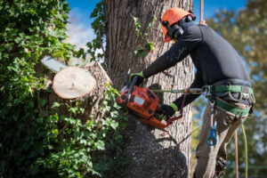 Tree Work